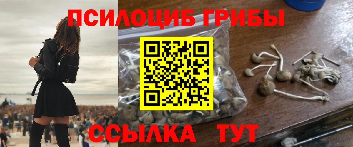 Псилоцибиновые грибы мицелий Мурино